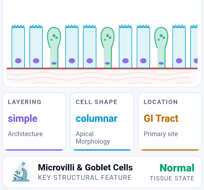 Tenkobo interactive widget from the Histology Cell Layers module — identifying epithelial tissue types